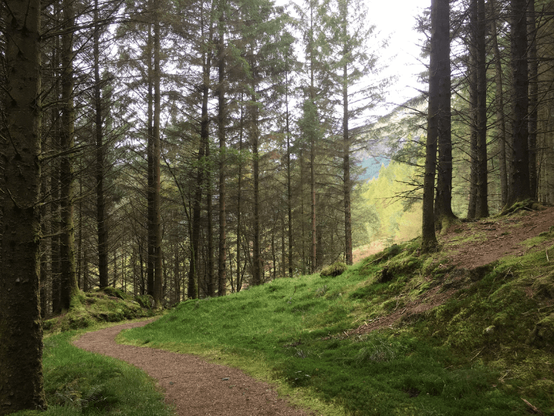 Forrest Trail above Arrochar