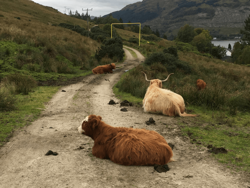 Highland Cattle at Lochgoilhead
