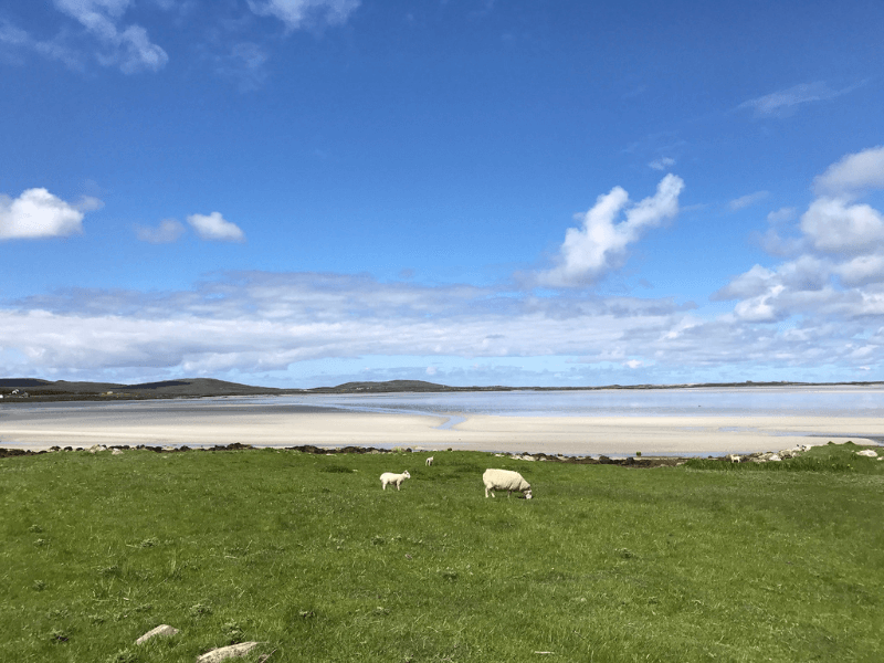 Outer Hebrides Sheep