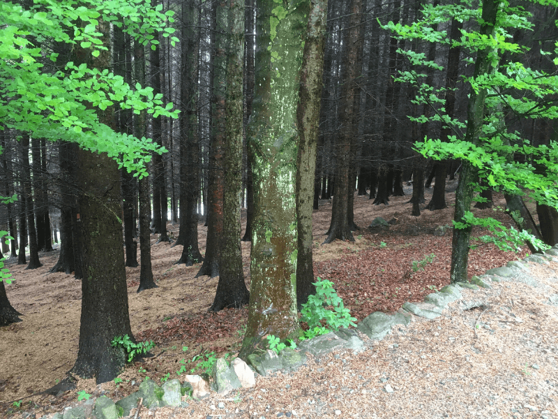Wood leaving Aberlour